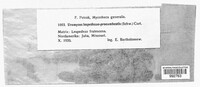 Uromyces lespedezae-procumbentis image